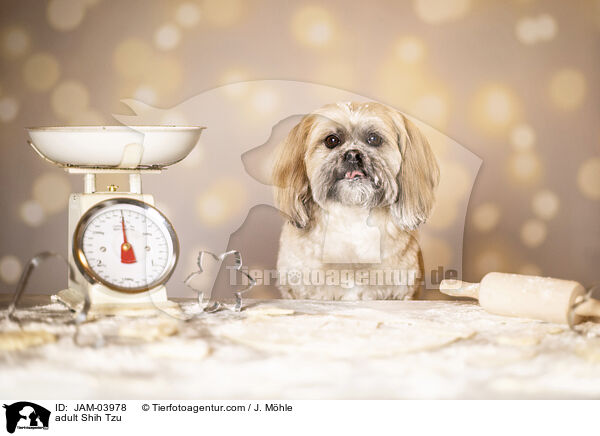 ausgewachsener Shih Tzu / adult Shih Tzu / JAM-03978
