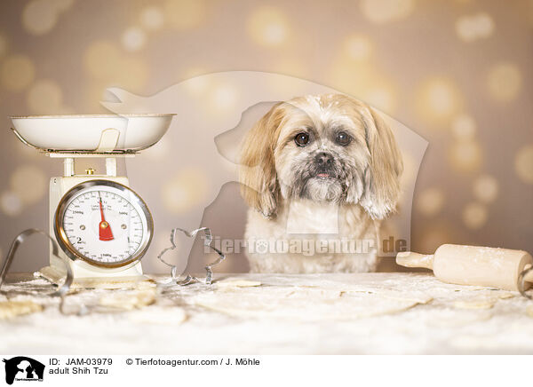 ausgewachsener Shih Tzu / adult Shih Tzu / JAM-03979