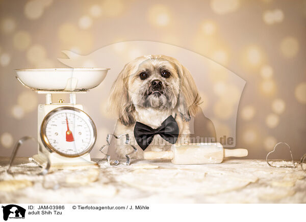 ausgewachsener Shih Tzu / adult Shih Tzu / JAM-03986