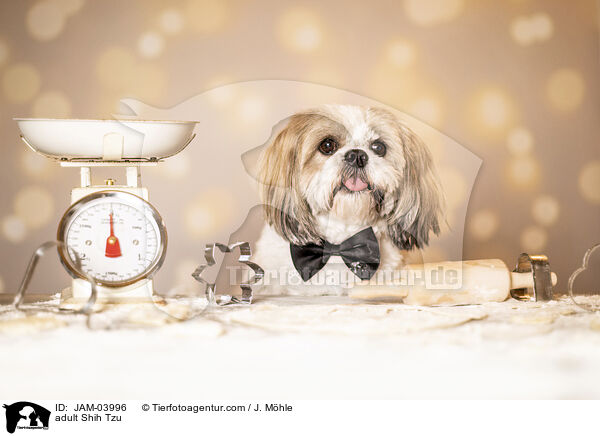 ausgewachsener Shih Tzu / adult Shih Tzu / JAM-03996