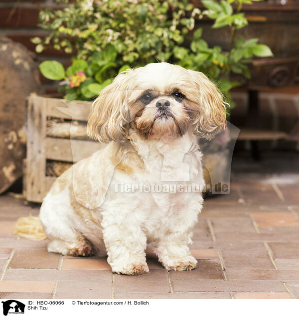 Shih Tzu / Shih Tzu / HBO-06066