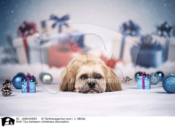 Shih Tzu zwischen Weihnachtsdeko / Shih Tzu between christmas decoration / JAM-04664