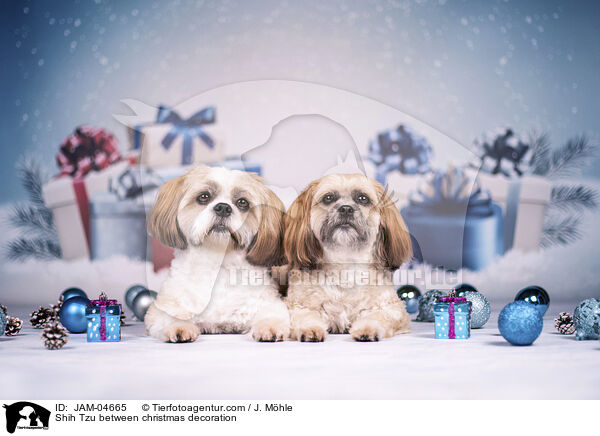 Shih Tzu zwischen Weihnachtsdeko / Shih Tzu between christmas decoration / JAM-04665