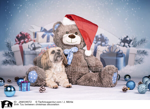 Shih Tzu zwischen Weihnachtsdeko / Shih Tzu between christmas decoration / JAM-04672