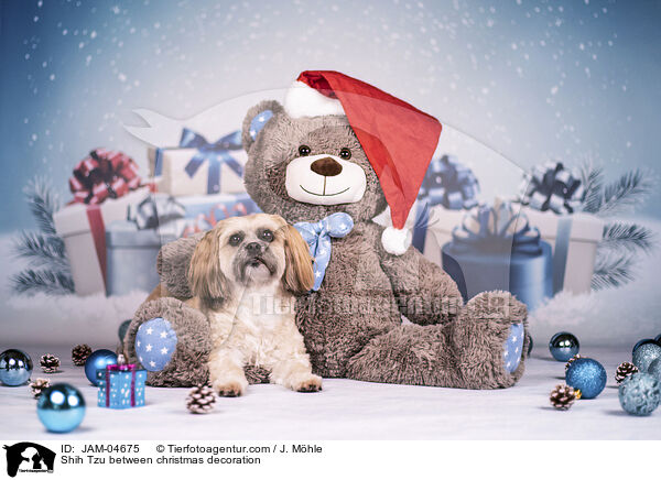 Shih Tzu zwischen Weihnachtsdeko / Shih Tzu between christmas decoration / JAM-04675