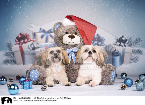 Shih Tzu zwischen Weihnachtsdeko / Shih Tzu between christmas decoration / JAM-04676
