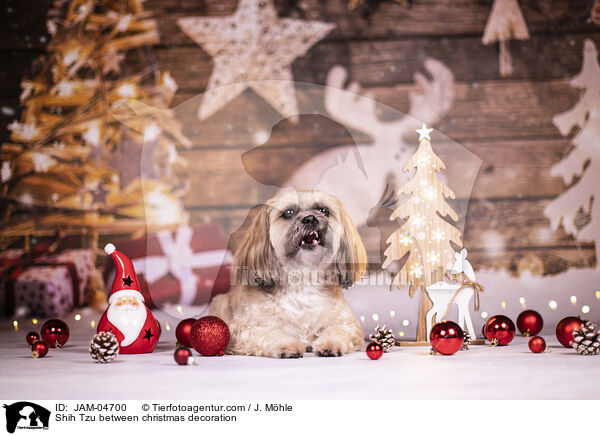 Shih Tzu between christmas decoration / JAM-04700