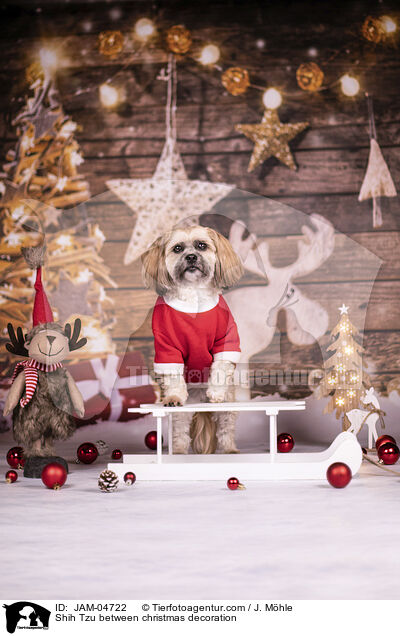 Shih Tzu zwischen Weihnachtsdeko / Shih Tzu between christmas decoration / JAM-04722