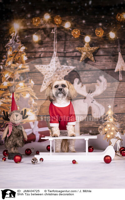 Shih Tzu zwischen Weihnachtsdeko / Shih Tzu between christmas decoration / JAM-04725