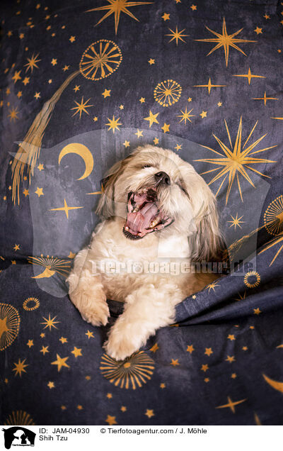 Shih Tzu / Shih Tzu / JAM-04930