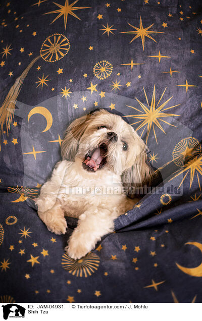 Shih Tzu / JAM-04931