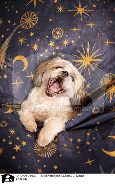 Shih Tzu / JAM-04933