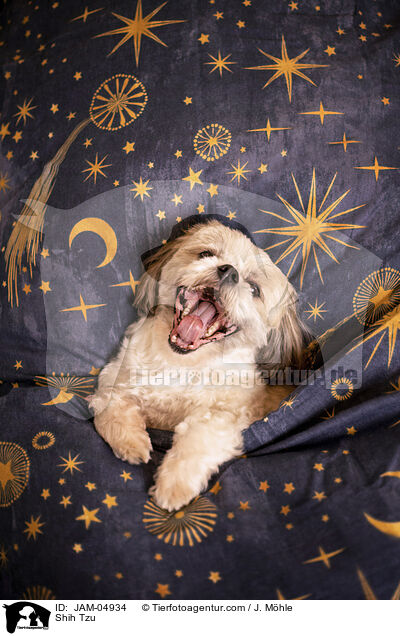 Shih Tzu / Shih Tzu / JAM-04934
