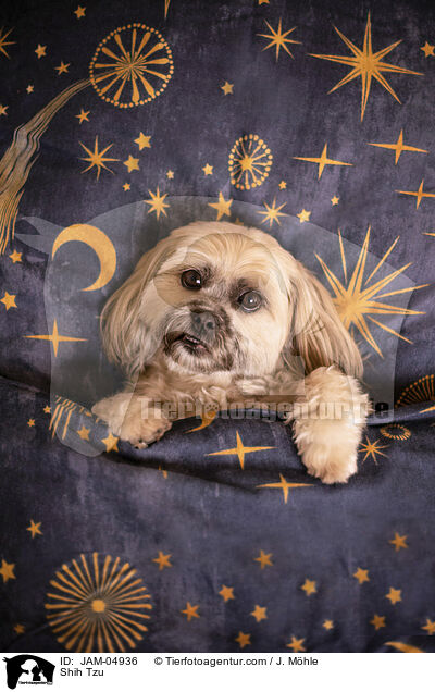 Shih Tzu / Shih Tzu / JAM-04936