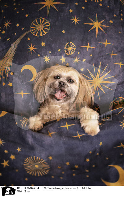 Shih Tzu / Shih Tzu / JAM-04954