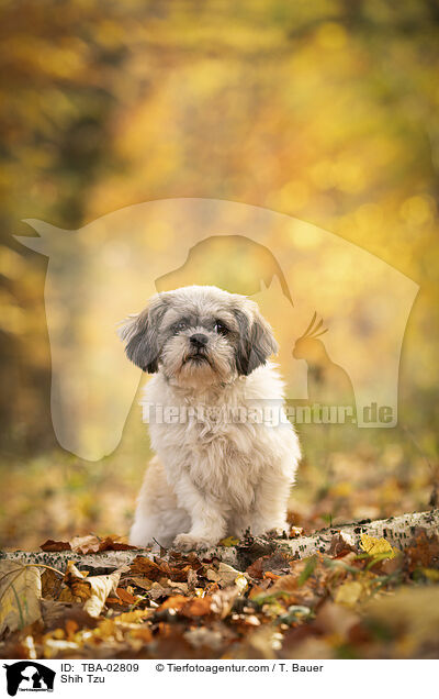 Shih Tzu / TBA-02809
