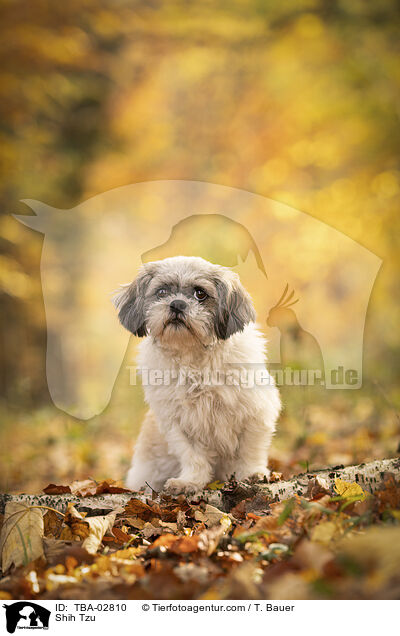 Shih Tzu / TBA-02810