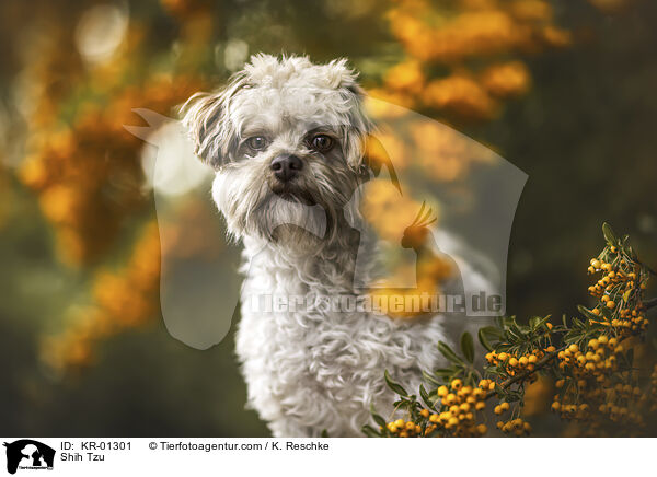Shih Tzu / Shih Tzu / KR-01301