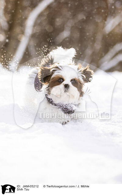 Shih Tzu / Shih Tzu / JAM-05212