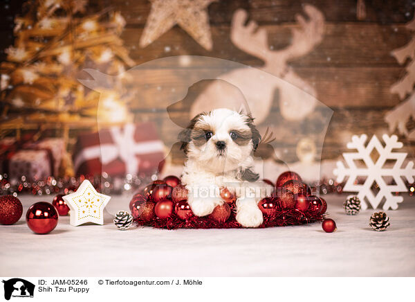 Shih Tzu Welpe / Shih Tzu Puppy / JAM-05246