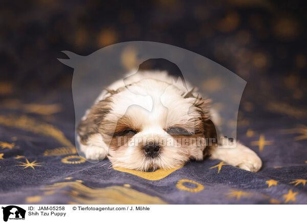 Shih Tzu Welpe / Shih Tzu Puppy / JAM-05258