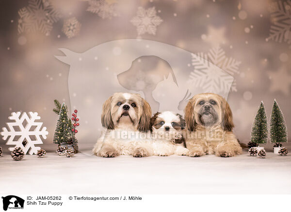 Shih Tzu Welpe / Shih Tzu Puppy / JAM-05262