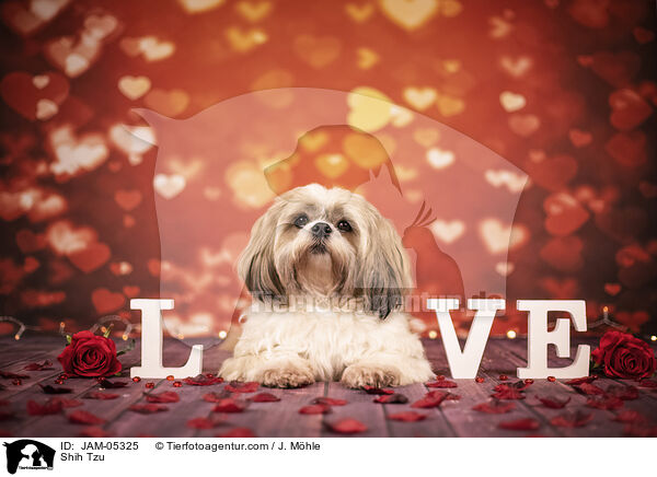 Shih Tzu / Shih Tzu / JAM-05325