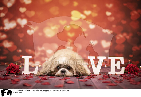 Shih Tzu / Shih Tzu / JAM-05326