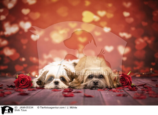 Shih Tzus / Shih Tzus / JAM-05334