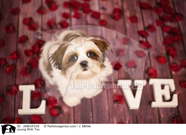 junger Shih Tzu / young Shih Tzu / JAM-05338