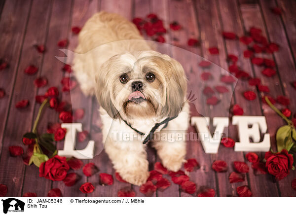 Shih Tzu / Shih Tzu / JAM-05346