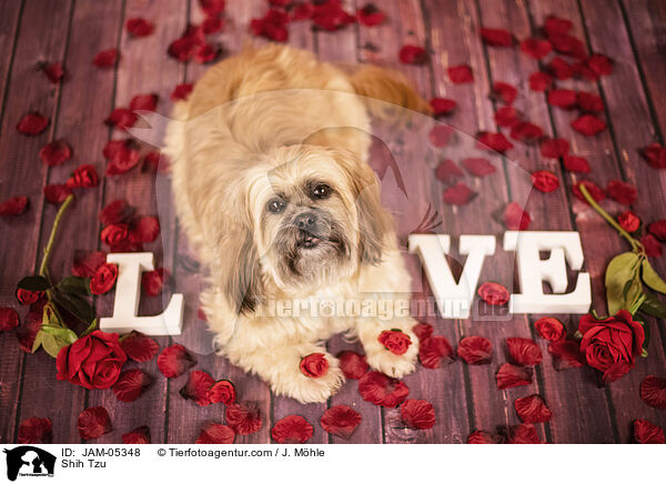 Shih Tzu / Shih Tzu / JAM-05348