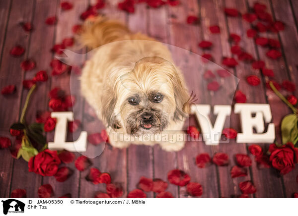 Shih Tzu / Shih Tzu / JAM-05350