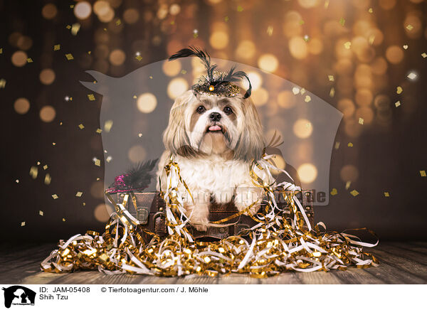 Shih Tzu / Shih Tzu / JAM-05408