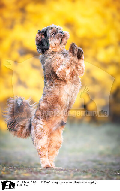 Shih Tzu / Shih Tzu / LM-01579