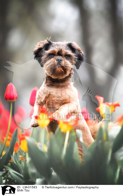 Shih Tzu / Shih Tzu / LM-01583