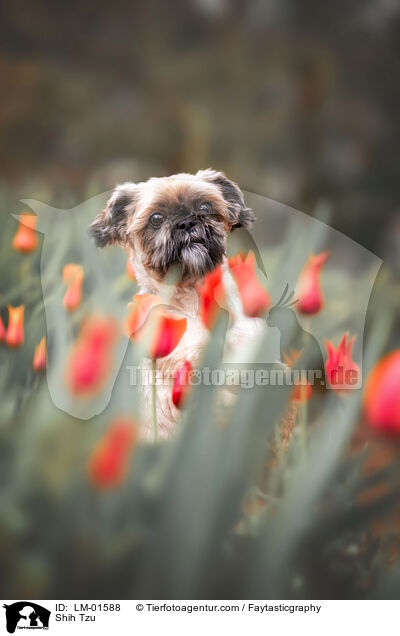 Shih Tzu / Shih Tzu / LM-01588