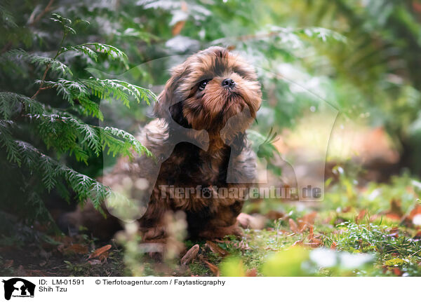 Shih Tzu / Shih Tzu / LM-01591