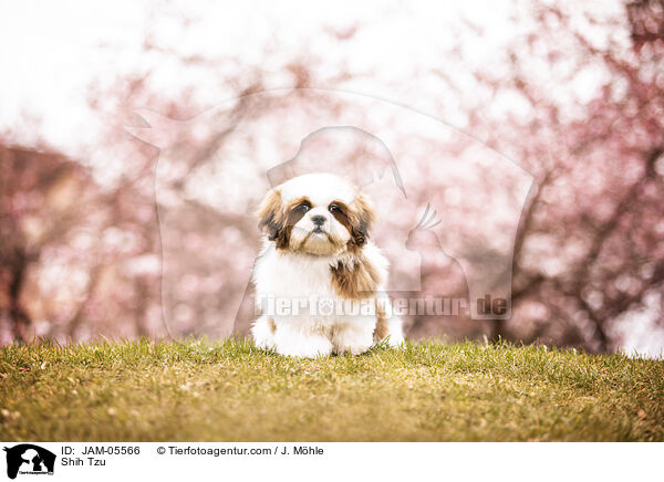 Shih Tzu / Shih Tzu / JAM-05566