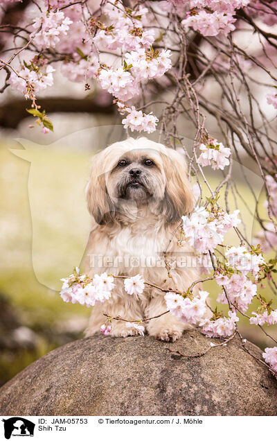 Shih Tzu / Shih Tzu / JAM-05753