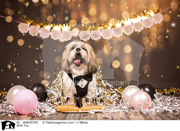 Shih Tzu / Shih Tzu / JAM-05760