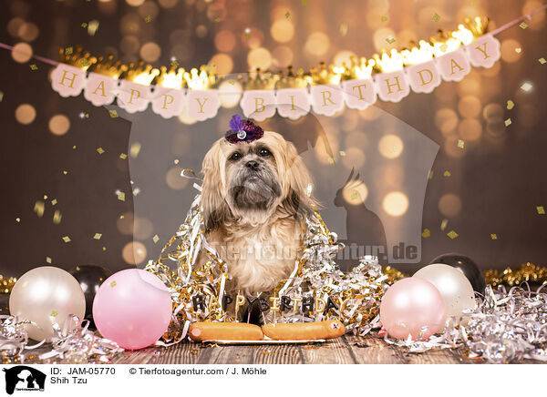 Shih Tzu / Shih Tzu / JAM-05770