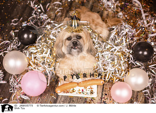 Shih Tzu / Shih Tzu / JAM-05775