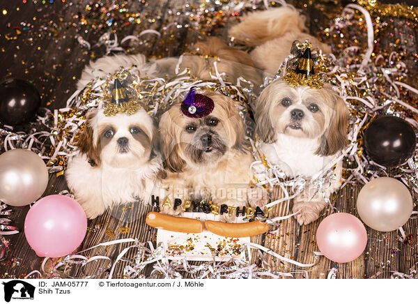 Shih Tzus / Shih Tzus / JAM-05777