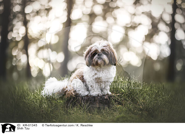 Shih Tzu / Shih Tzu / KR-01345