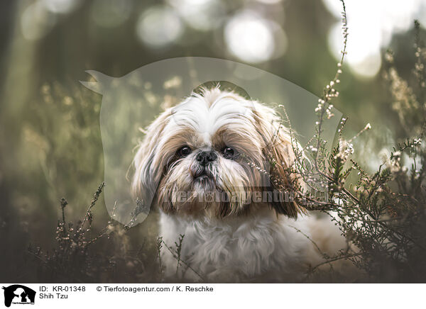 Shih Tzu / Shih Tzu / KR-01348