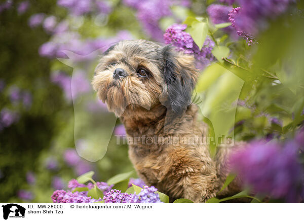 geschorener Shih Tzu / shorn Shih Tzu / MW-28000