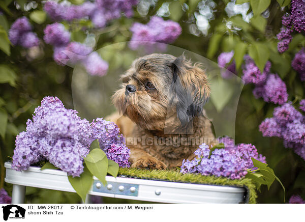 geschorener Shih Tzu / shorn Shih Tzu / MW-28017