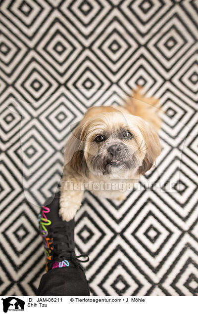 Shih Tzu / Shih Tzu / JAM-06211