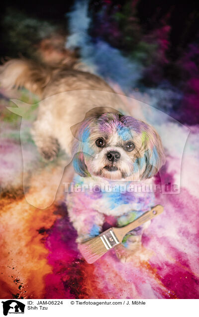 Shih Tzu / JAM-06224